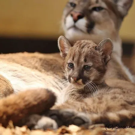 Tierpark Entdeckerhaeuser Wagenfeld