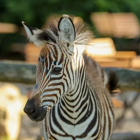 アパート Tierpark Entdeckerhaeuser Wagenfeld