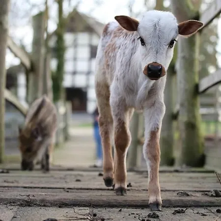 アパート Tierpark Entdeckerhaeuser Wagenfeld