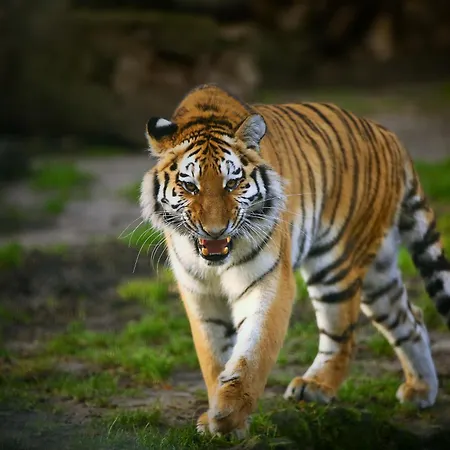 Tierpark Entdeckerhaeuser * Wagenfeld