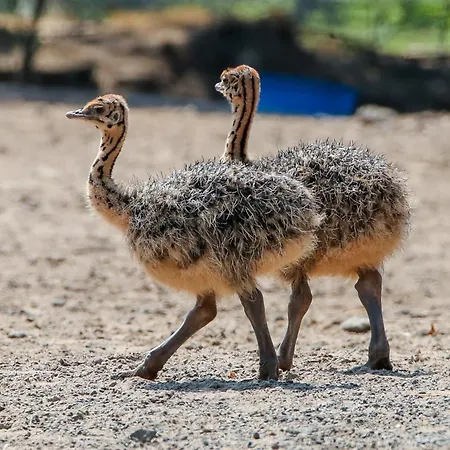 Tierpark Entdeckerhaeuser Wagenfeld