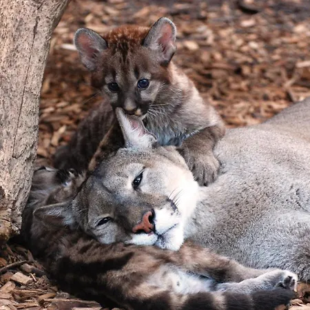 アパート Tierpark Entdeckerhaeuser