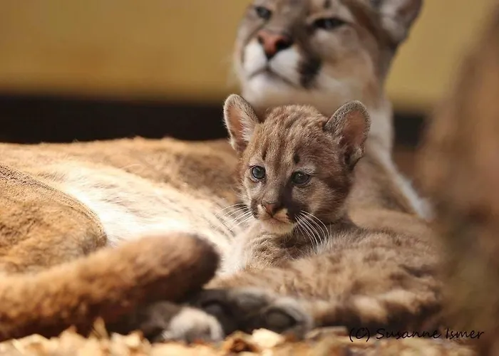 Tierpark Entdeckerhaeuser Wagenfeld