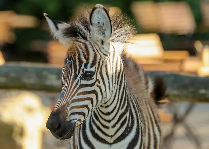 Apartament Tierpark Entdeckerhaeuser Wagenfeld