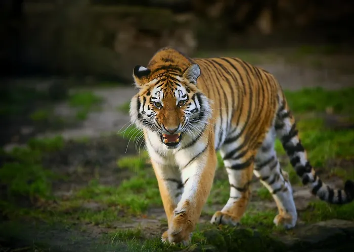 Tierpark Entdeckerhaeuser * Wagenfeld