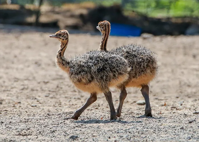 Tierpark Entdeckerhaeuser Wagenfeld