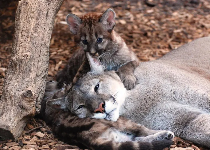 Apartament Tierpark Entdeckerhaeuser